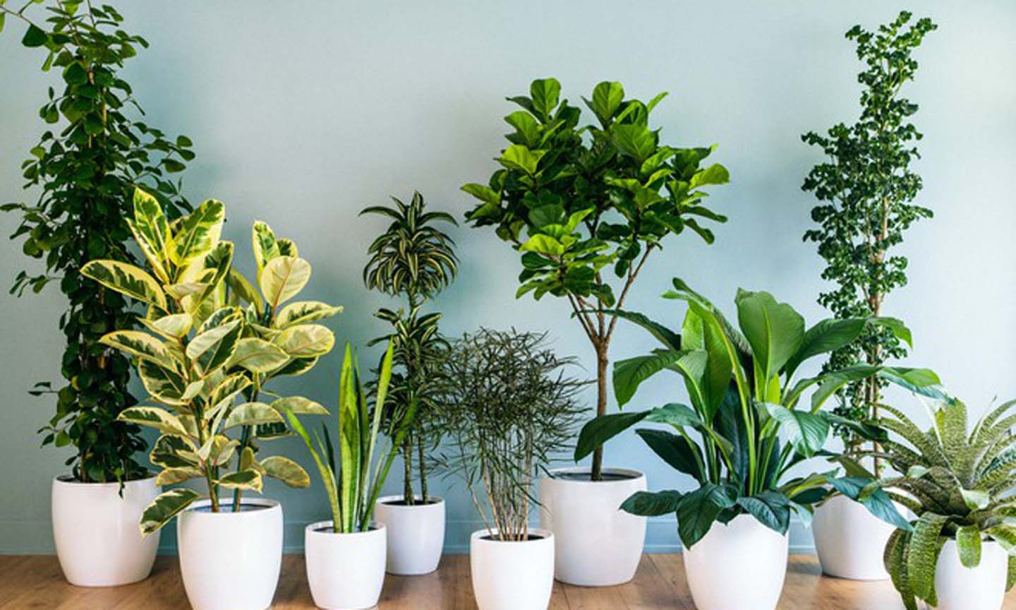 Trồng cây trong nhà gần như không có tác dụng làm sạch không khí. Ảnh: JAC.