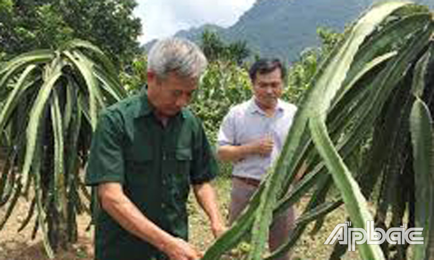 Hội viên CCB xã Mỹ Phước tích cực phát triển kinh tế gia đình, tạo thu nhập, ổn định cuộc sống. 