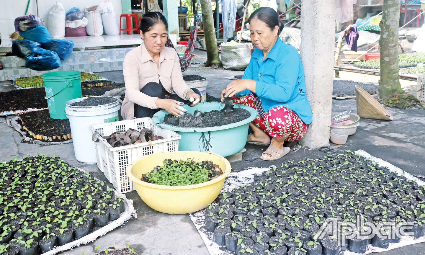 Tổ hợp tác ươm cây giống ấp Hậu Hoa (xã Hậu Thành, huyện Cái Bè) đang tạo việc làm với thu nhập ổn định cho nhiều người dân trên địa bàn.