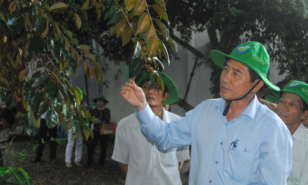 Đồng chí Lê Văn Hưởng đánh giá cao mô hình khôi phục cây vú sữa Lò Rèn.