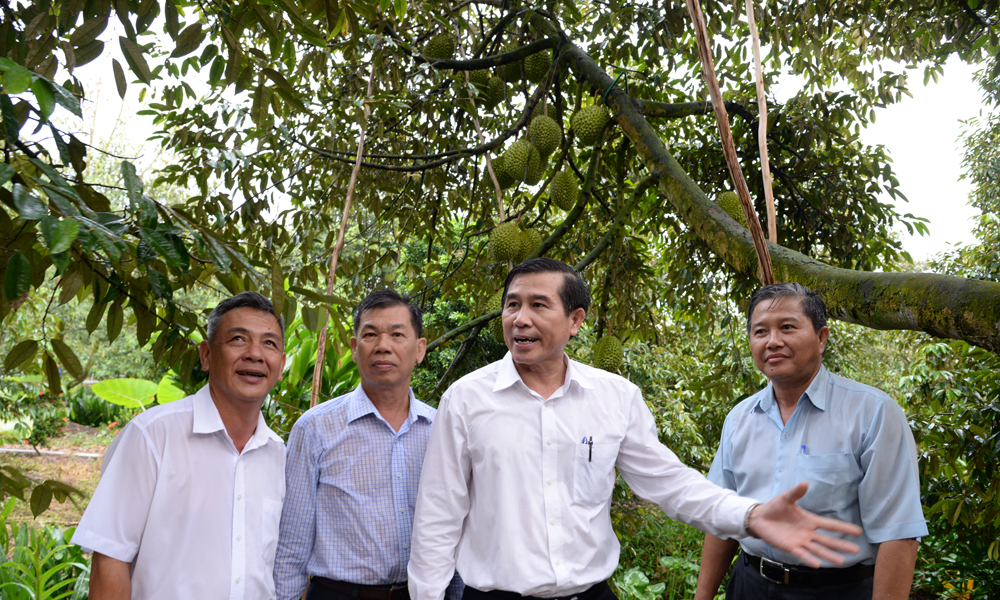 Chủ tịch UBND tỉnh trao đổi với lãnh đạo huyện Cai Lậy và ngành Nông nghiệp về cây trồng riêng.