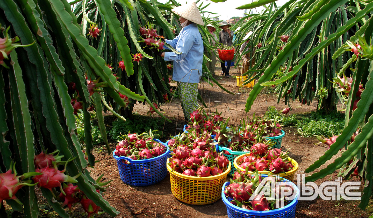 Cây thanh long  phát triển mạnh ở huyện Chợ Gạo, góp phần nâng cao thu nhập cho người dân. 							                                                                Ảnh: lập đức