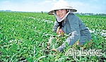 Gò Công Tây: Hiệu quả từ việc chuyển đổi cây trồng
