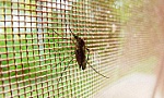 Phát triển thành công loại màn vừa an toàn với người, vừa tiêu diệt muỗi