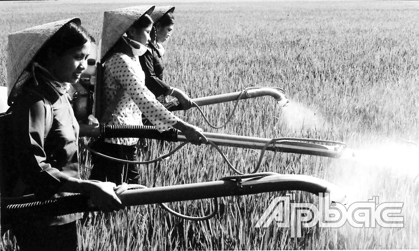 Nông dân xã Tam Hiệp  (huyện Châu Thành,  tỉnh Tiền Giang) ra quân  diệt rầy năm 1978. Ảnh: TL