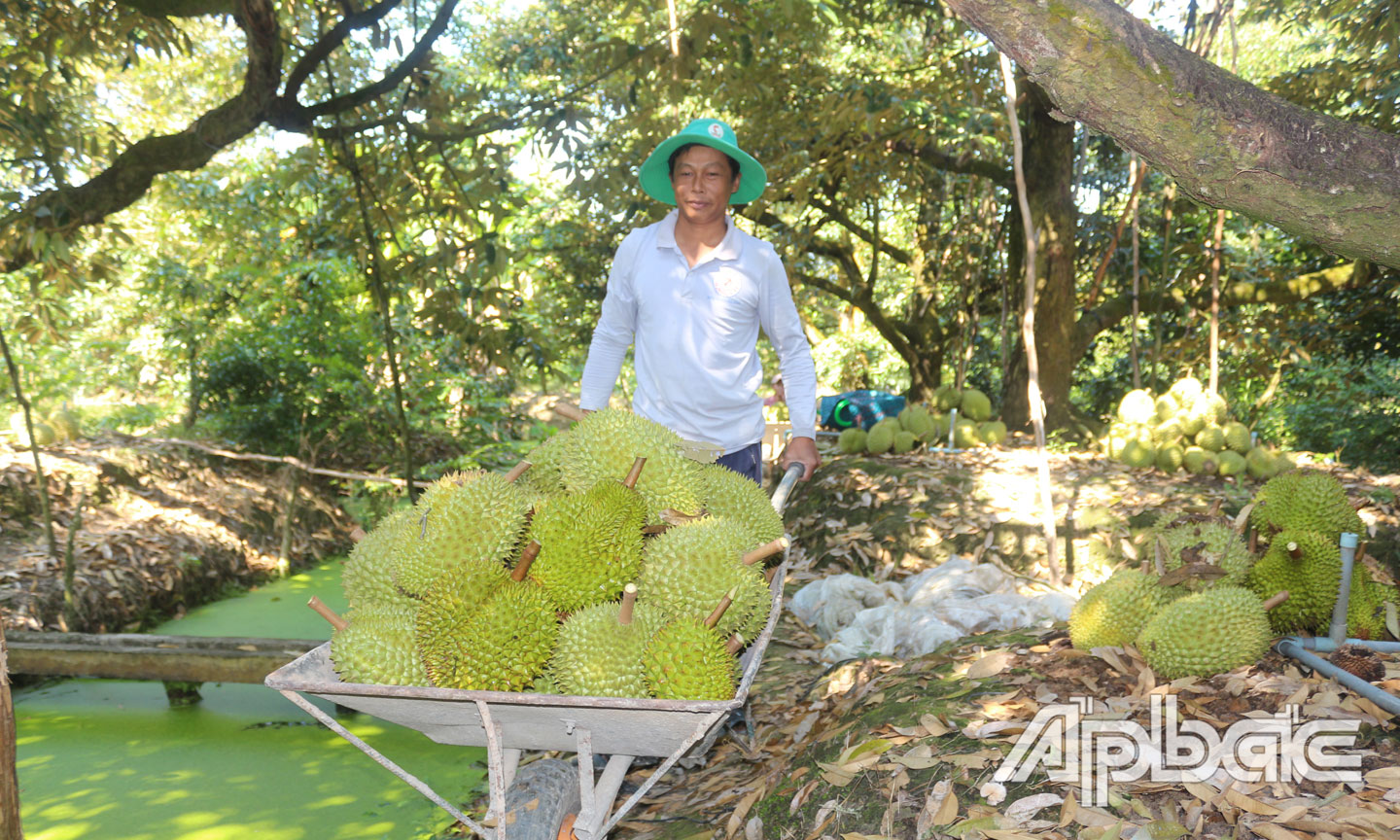 Hiệu quả kinh tế từ cây sầu riêng mang lại tương đối cao, nhưng phát triển bền vững vẫn còn nhiều việc phải làm. 	                    					                                          Ảnh: HỒNG LÊ