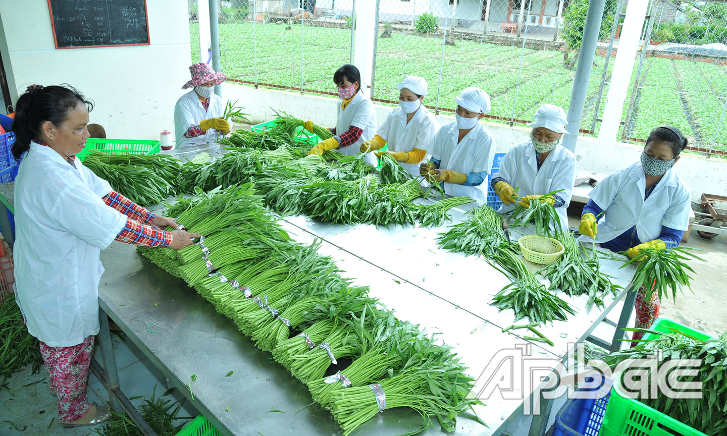 Để nâng cao giá trị nông sản thông qua chuỗi liên kết thì vai trò của HTX nông nghiệp rất quan trọng.  (Trong ảnh: Sơ chế rau ở HTX Rau an toàn Gò Công).				   	   Ảnh: CAO LẬP ĐỨC