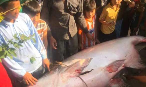 Lãnh đạo Chi cục Thủy sản tỉnh An Giang khẳng định loài cá này nằm trong danh sách đỏ Việt Nam và thế giới, nên cần được bảo vệ - Ảnh: FB