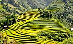 Ruộng bậc thang Mù Cang Chải là di tích quốc gia đặc biệt