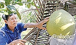 Nông sản chờ tết