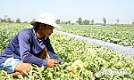 Dưa hấu, mãng cầu Xiêm hồi hộp trước giờ 