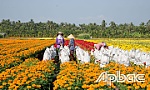 Hoa Tết: Nhộn nhịp từ làng ra chợ