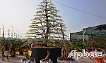 Thấy mai là tết đã cận kề