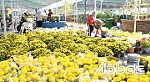 Tấp nập chợ hoa những ngày giáp tết