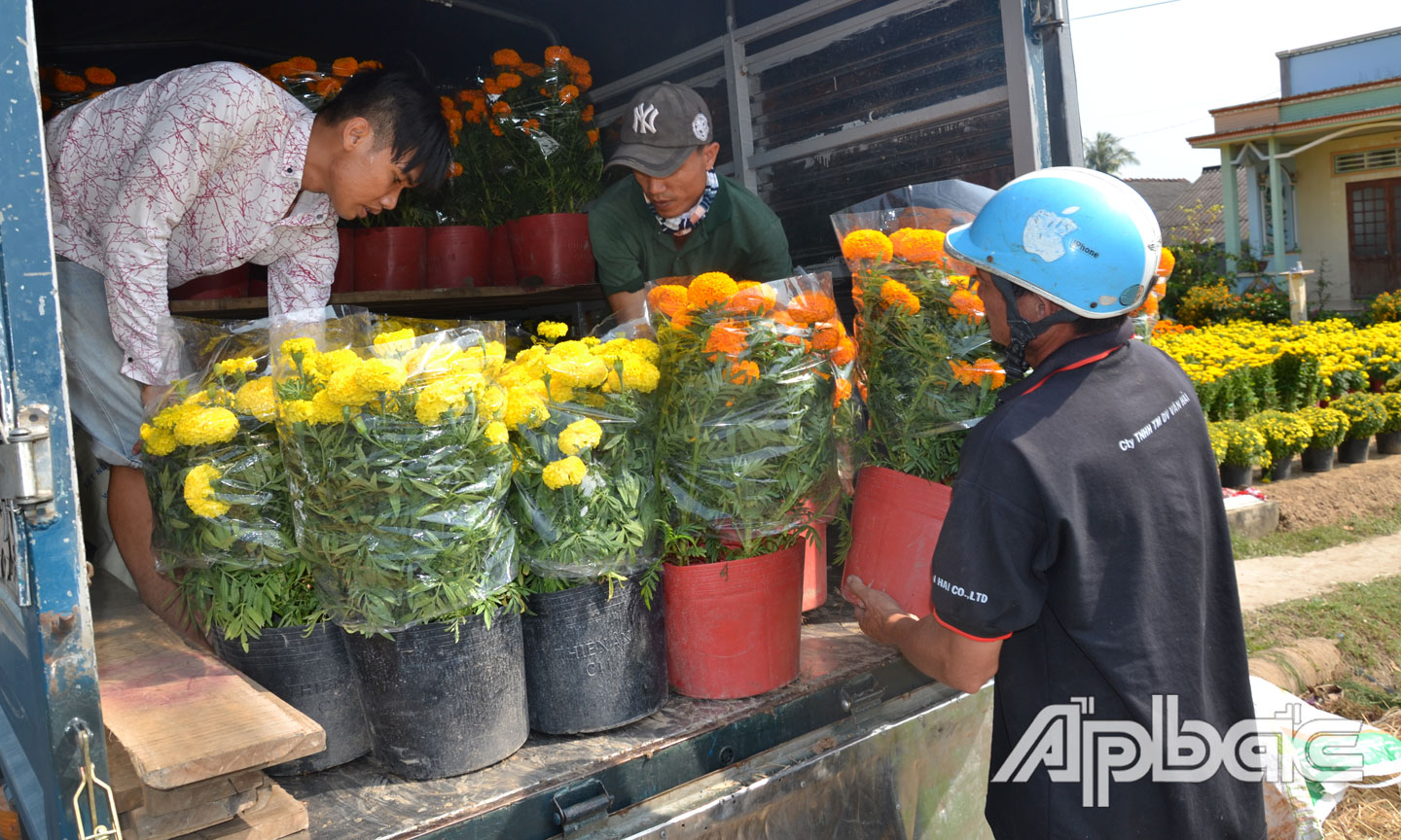 Người trồng hoa ở xã Thạnh Trị, huyện Gò Công Tây vận chuyển hoa lên xe.