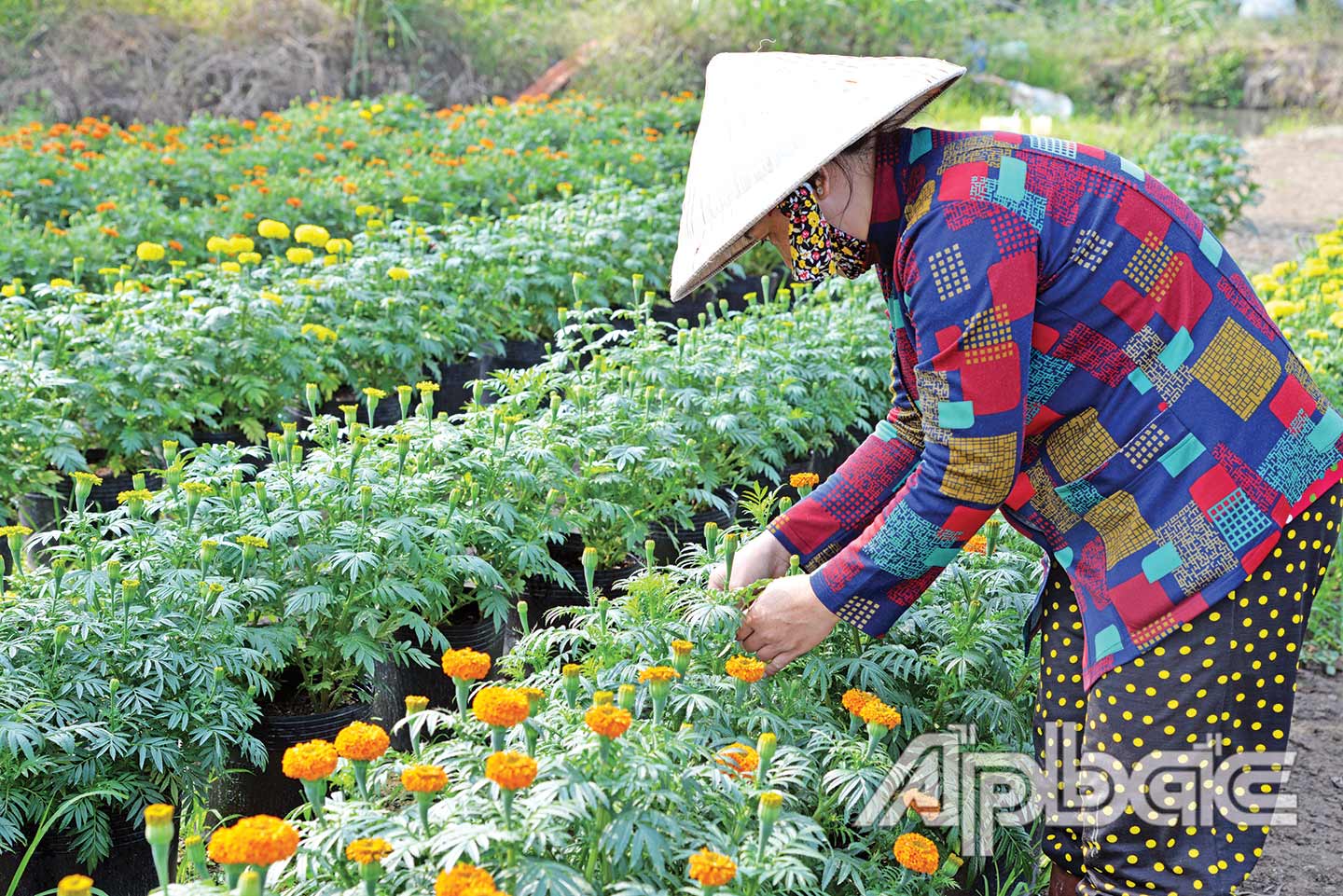 Người trồng hoa tại Làng hoa Mỹ Phong (TP. Mỹ Tho)  chăm sóc hoa phục vụ tết.