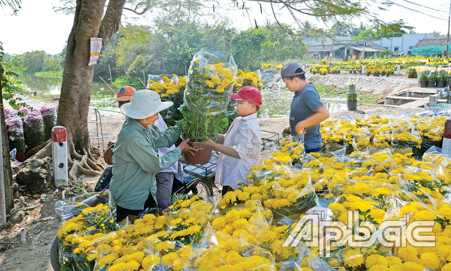  Làng hoa xã Thạnh Trị, huyện Gò công Tây chộn rộn trong những ngày cuối năm.