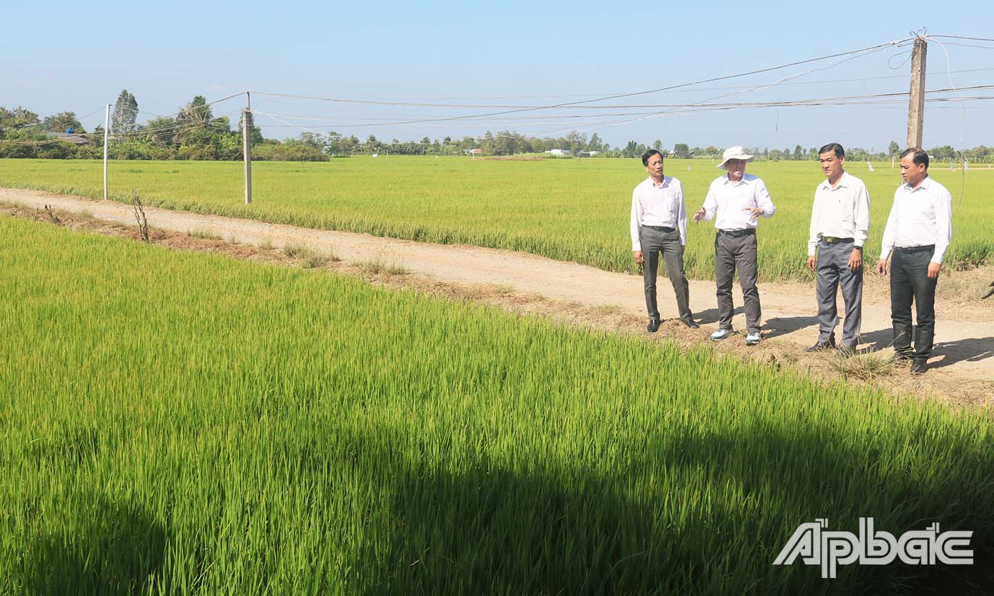 Đồng chí Lê Văn Hưởng (thứ hai từ trái sang) đến kiểm tra các trà lúa ở xã Tân Phước (huyện Gò Công Đông).
