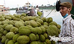 Nỗ lực tìm đầu ra cho trái cây