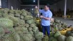 Không có chuyện 40.000 tấn sầu riêng tồn đọng cần 