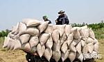 Nông dân các huyện, thị phía Tây: Trúng mùa vụ lúa đông xuân