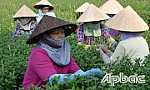Hội Liên hiệp Phụ nữ xã Mỹ Phong: Sát cánh cùng chị em