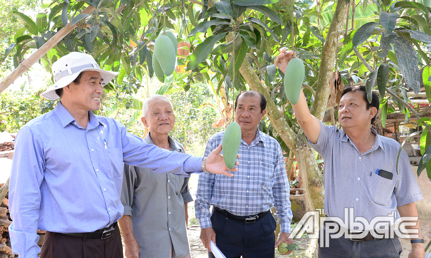 Vườn xoài của một nông dân sai trái do gia đình chủ động dự trữ nước ngọt.