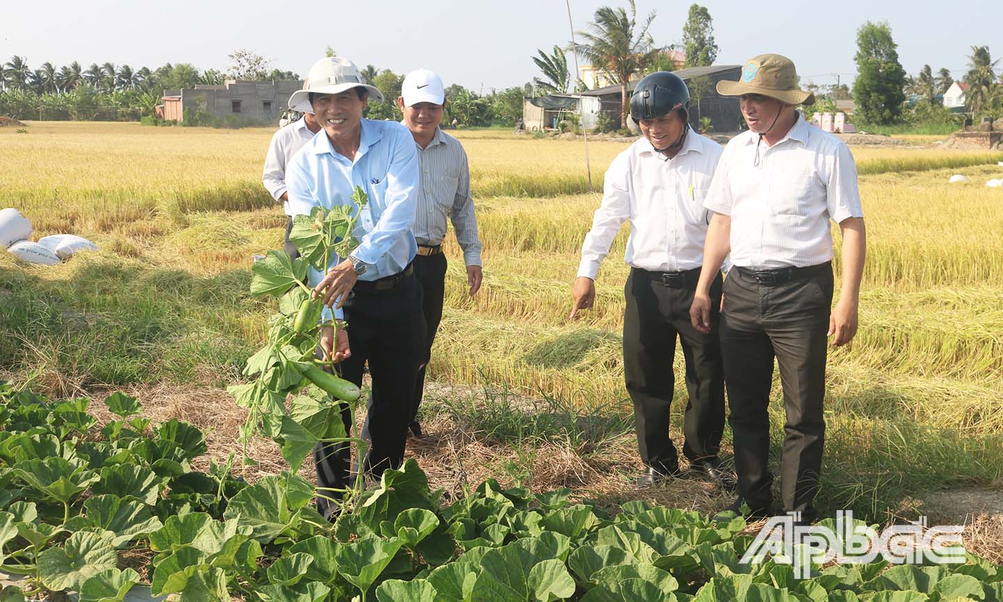 Đồng thời, đồng chí Lê Văn Hưởng cũng đến khảo sát một điểm trồng rau màu ở xã Bình Xuân, Thị xã Gò Công.