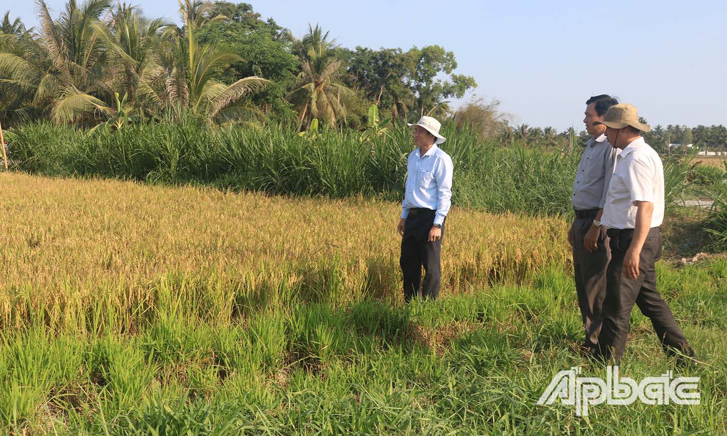 Đồng chí Lê Văn Hưởng đến khảo sát một trà lúa chuẩn bị thu hoạch ở ấp Thạnh An, xã Thạnh Trị, huyện Gò Công Tây
