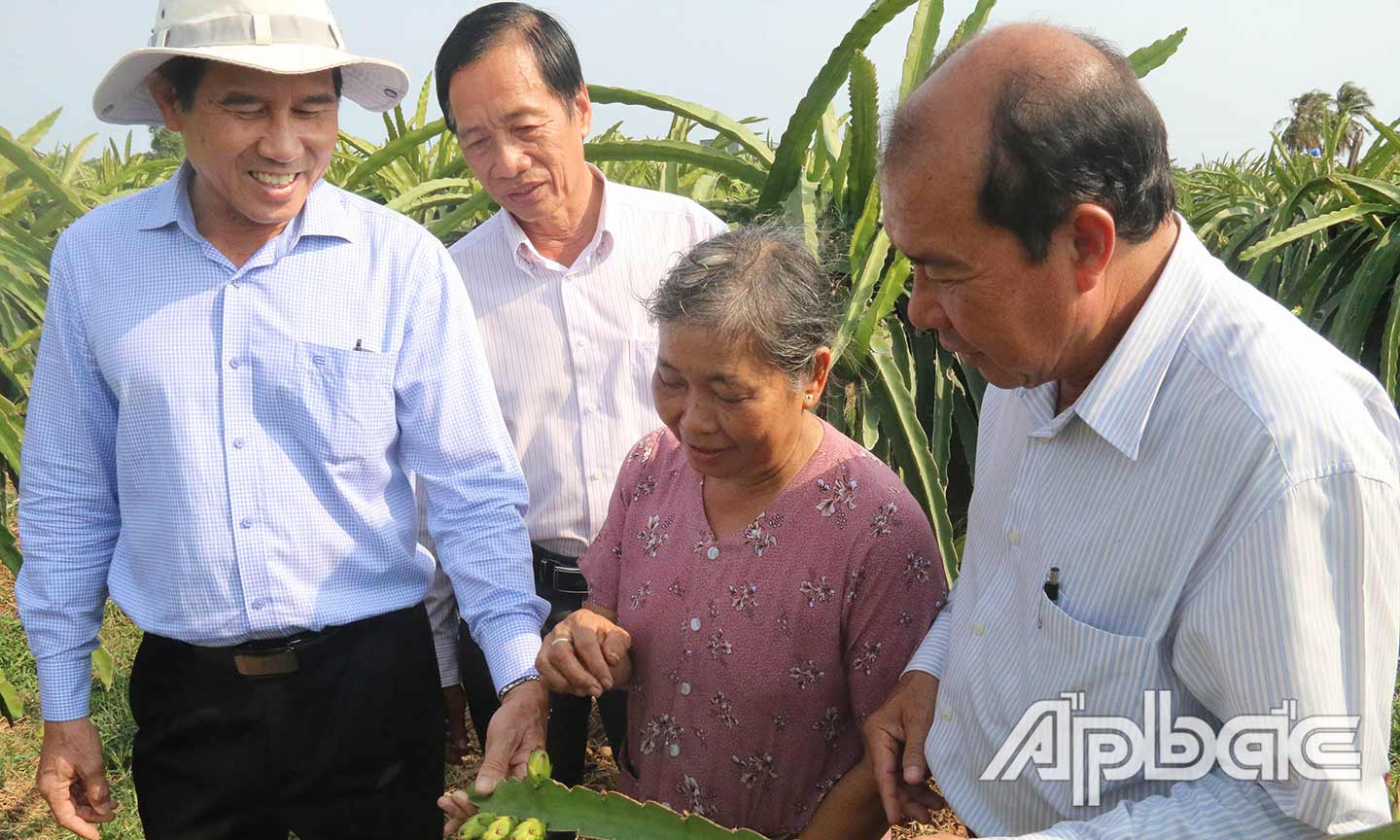 Đồng chí Lê Văn Hưởng thăm vườn thanh long đang đơm hoa của bà Kiều Thị Mười Một ở xã Đồng Sơn.