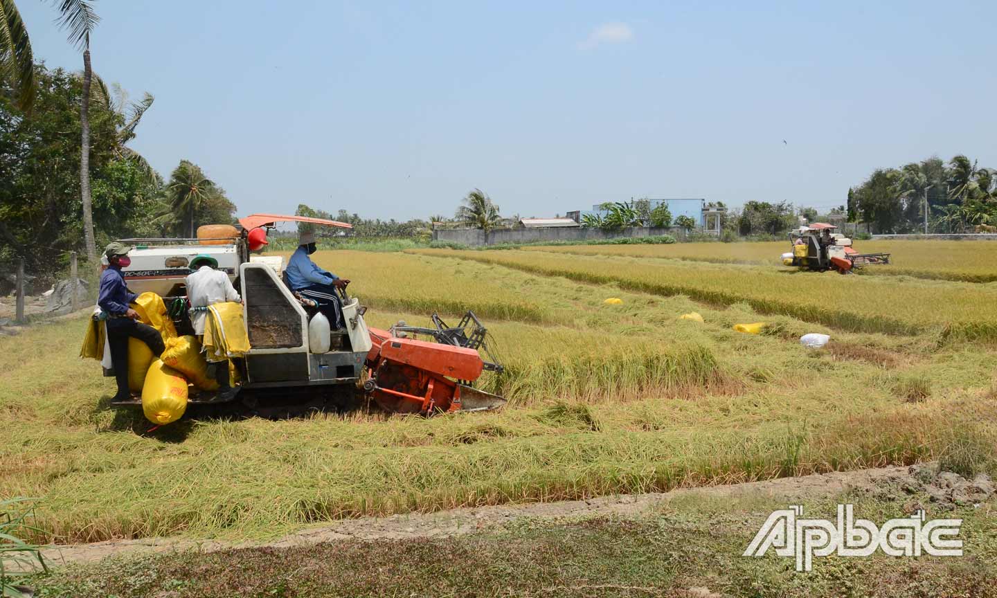 Nông dân xã Thạnh Trị, huyện Gò Công Tây thu hoạch vụ lúa đông xuân.