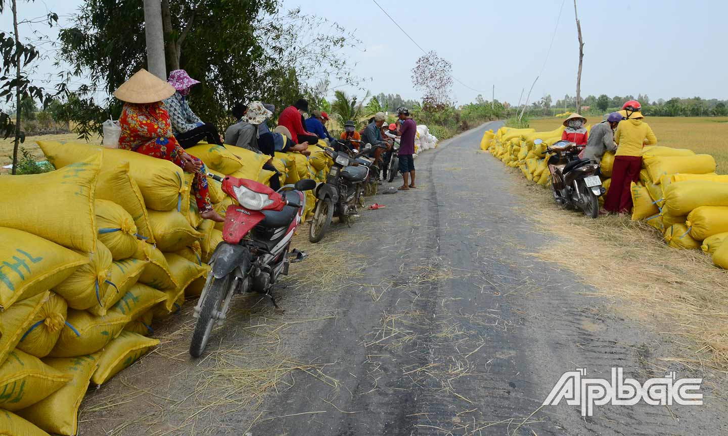 Nhờ gieo sạ sớm nên vụ lúa đông xuân năm nay, nhiều nông dân ở ấp 1, xã Bình Xuân, TX. Gò Công trúng mùa, được giá.
