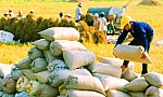 Việc xuất khẩu gạo cần phải xem xét kỹ lưỡng, thận trọng