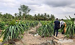 Thăm vườn thanh long, một người bị điện giật tử vong