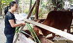 Chị Xuân khá lên nhờ chăn nuôi