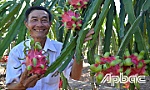 Chuyện về vườn thanh long sai quả của chú Năm Bửu