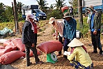Giá lúa ở ĐBSCL giảm nhẹ do doanh nghiệp hạn chế thu mua