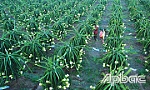 Tín hiệu vui trong phát triển cây ăn trái