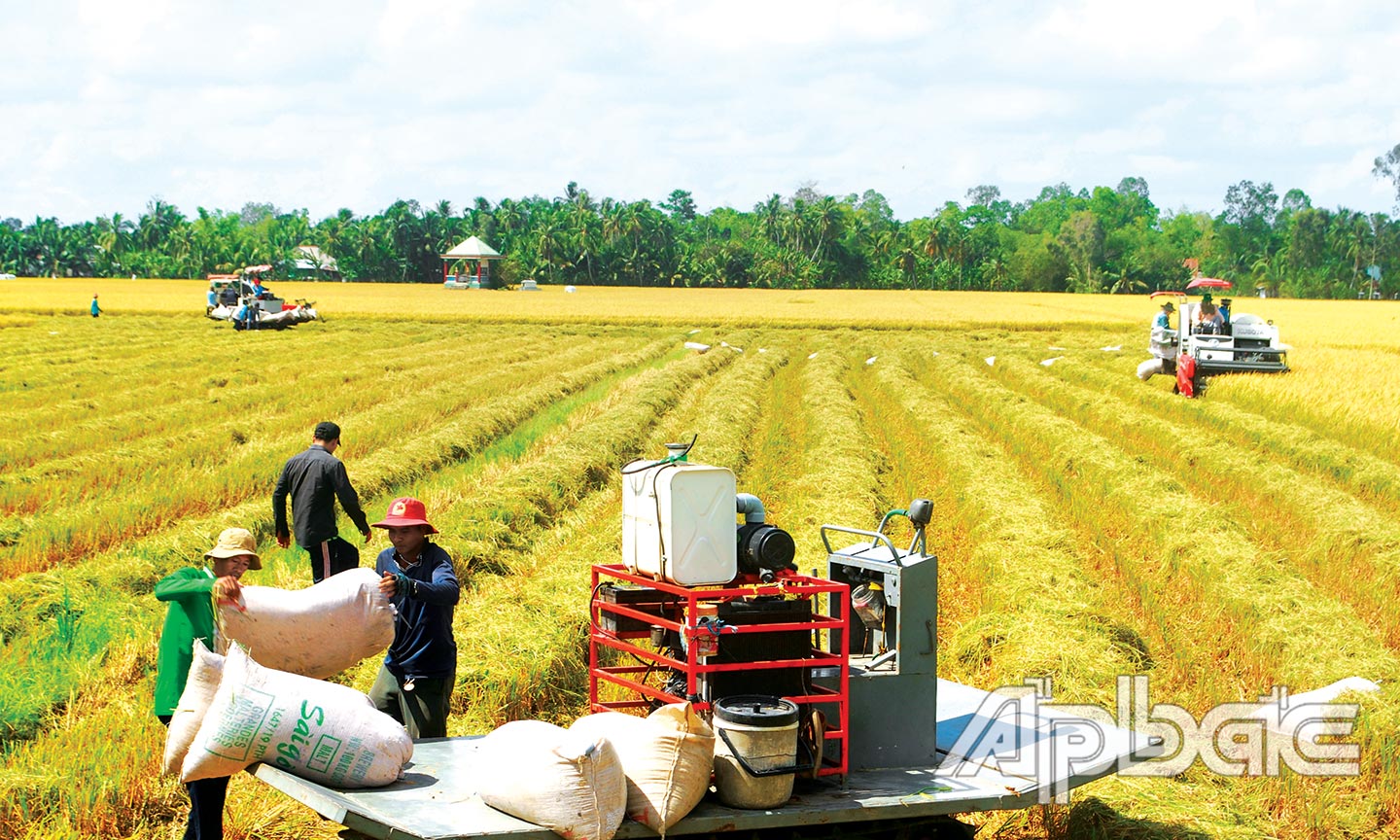Người dân vận chuyển lúa ra bờ kinh để chờ thương lái đến mua (ảnh chụp năm 2019).                                                                                                                                                                                                                    Ảnh: Nguyễn sự