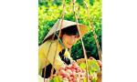 Mận hồng đào một thời thương nhớ