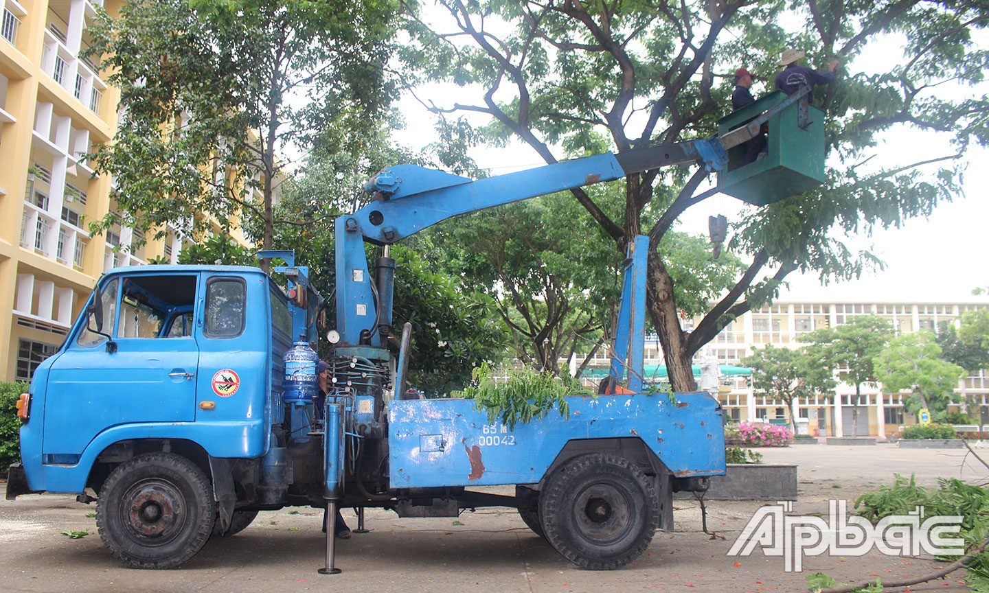 Cắt tỉa cây tại Trường Tiểu học Nguyễn Huệ, TP. Mỹ Tho.