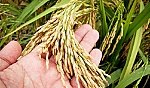 Xuất khẩu gạo tăng mạnh, giá cao nhất trong nhiều năm
