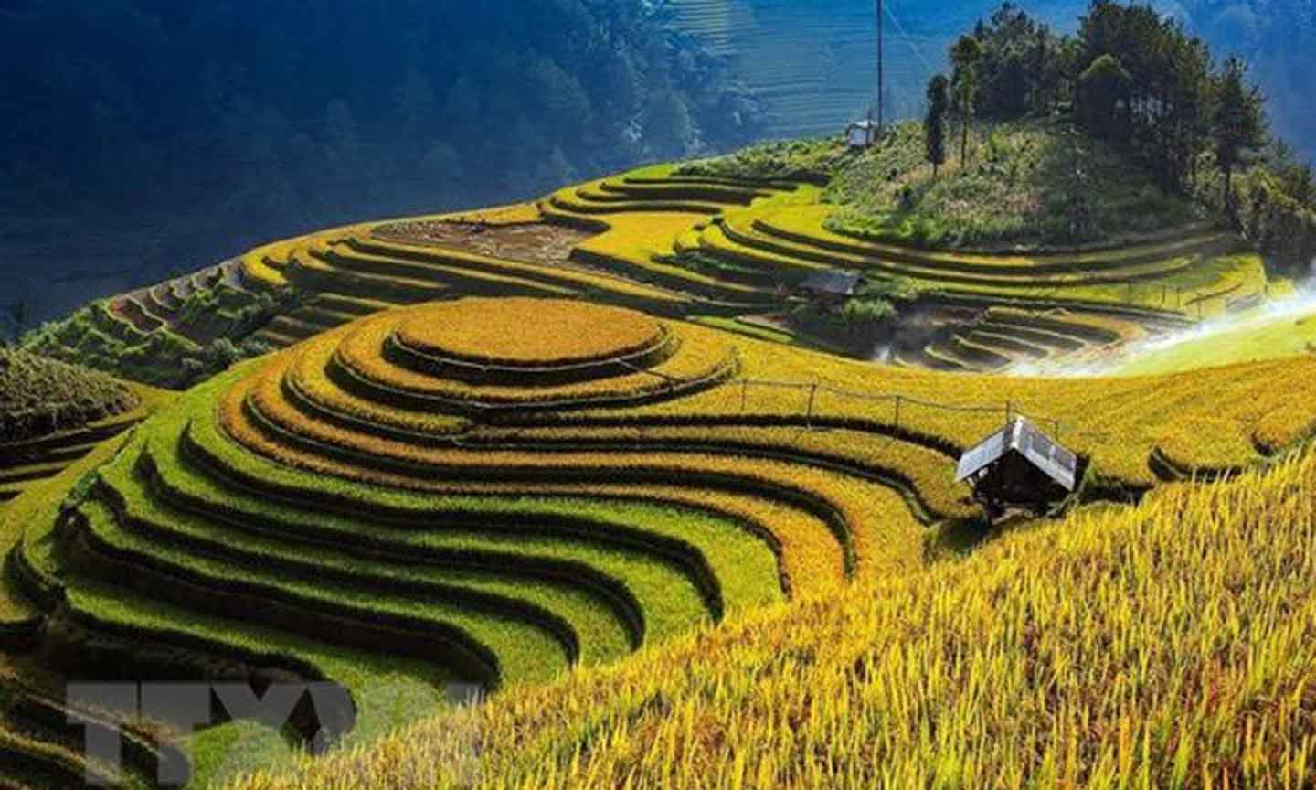 Ruộng bậc thang Mù Cang Chải vào mùa lúa chín. (Nguồn: TTXVN)