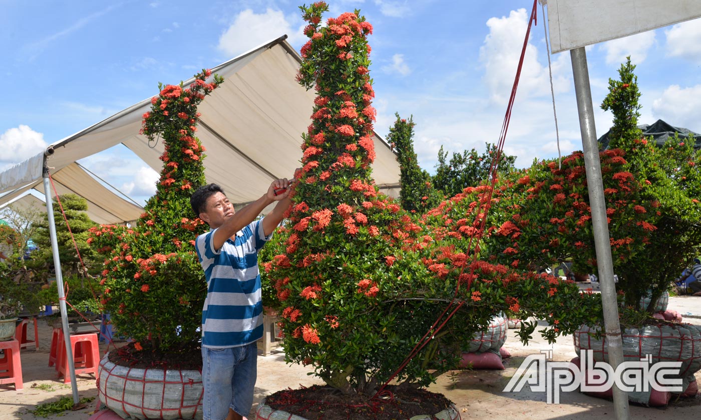 Các loại cây kiểng, bon sai... được triển lãm, trao đổi, mua bán tại Hội chợ.