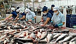 Giá cá tra thấp, nhiều hộ nuôi cá ở ĐBSCL lỗ nặng