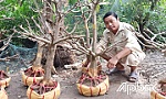 Huyện Chợ Gạo: Sống tốt với nghề 
