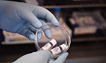 Nga thử nghiệm lâm sàng giai đoạn cuối vắcxin ngừa SARS-CoV-2