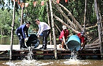 Câu chuyện về việc nuôi cá trong rừng