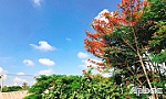 Phượng hồng mùa chia ly