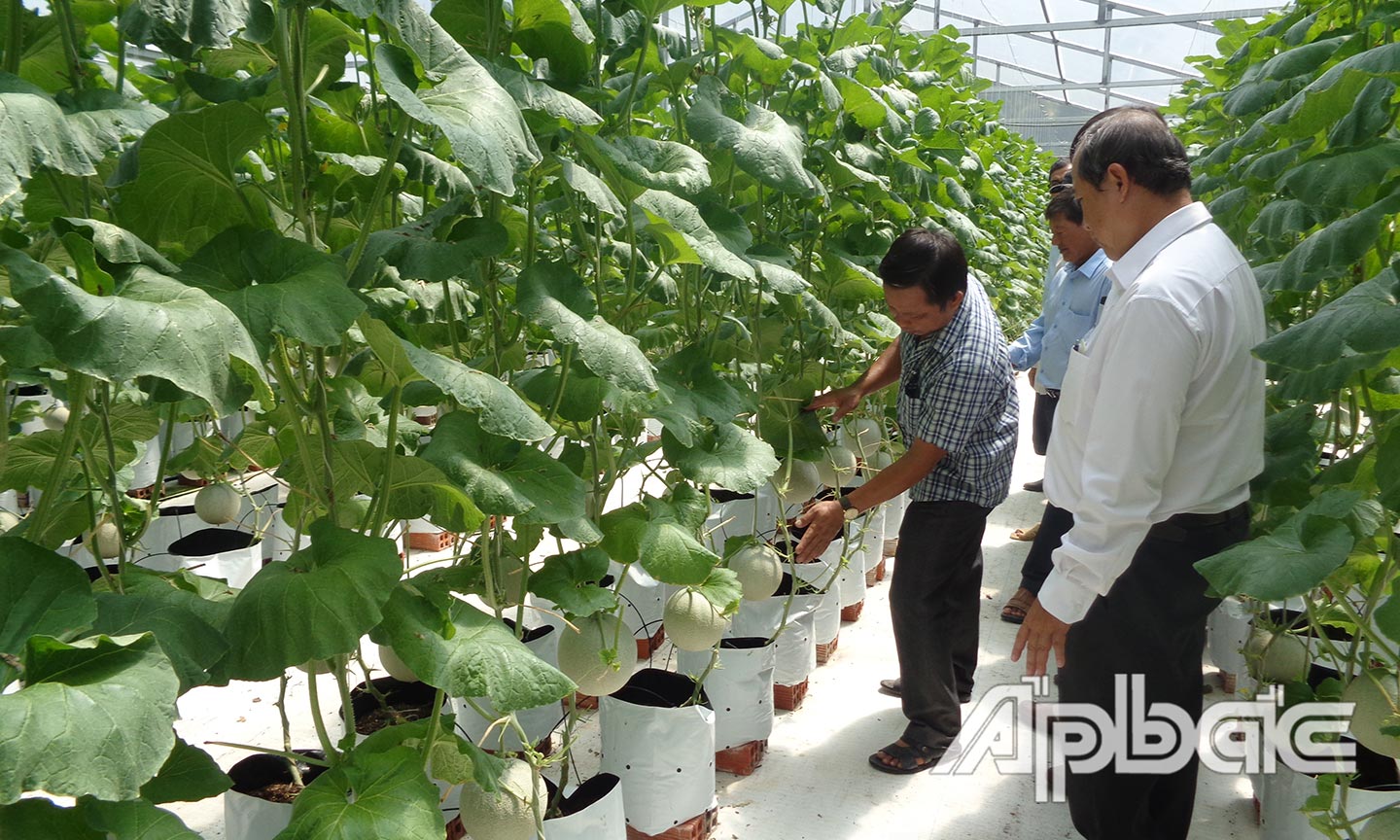 Lãnh đạo UBND huyện Chợ Gạo thăm mô hình trồng dưa lưới của anh Nguyễn Hoàng Minh.